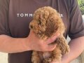 Toy Boy Poodle Bebek