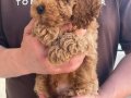 Toy Boy Poodle Bebek