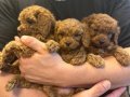 Safkan Toy Boy Poodle