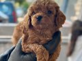 Safkan Toy Boy Poodle