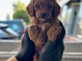 Safkan Toy Boy Poodle