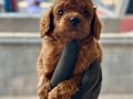 Safkan Toy Boy Poodle