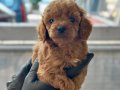 Safkan Toy Boy Poodle