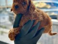 Safkan Toy Boy Poodle
