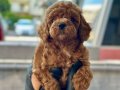 Safkan Toy Boy Poodle