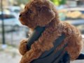 Safkan Toy Boy Poodle
