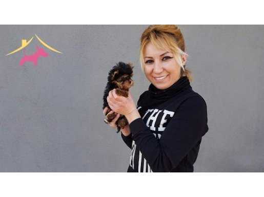 %100 SAFKAN YORKSHİRE TERRİER YAVRULARI....
