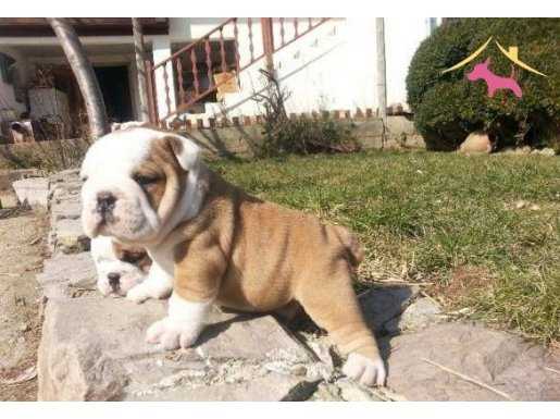 %100 SAFKAN İNGİLİZ BULLDOG YAVRULARI.....