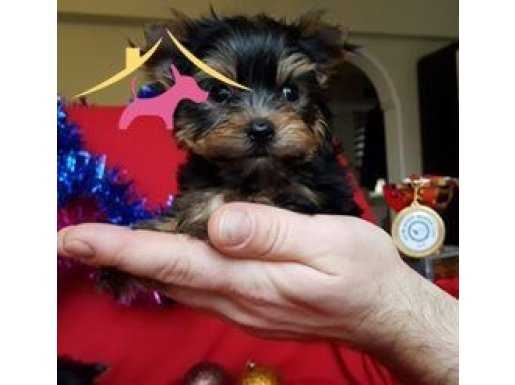 ORJİNAL TEA CUP YORKSHİRE TERRİER BEBEKLER.....