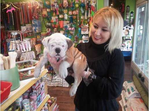 %100 SAFKAN İNGİLİZ BULLDOG YAVRULARI...