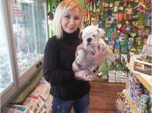 %100 SAFKAN İNGİLİZ BULLDOG YAVRULARI...