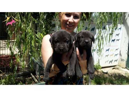 %100 SAFKAN CANE CORSO YAVRULARI...