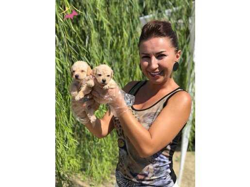 IRK GARANTİLİ TOY POODLE YAVRULARI....