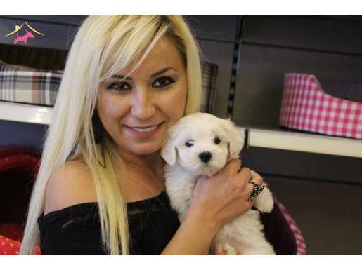 %100 IRK GARANTİLİ MALTESE TERRİER YAVRULARI PUPPYPETEVİNDE