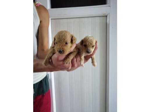 %100 IRK GARANTİLİ TOY POODLE YAVRULARIMIZ... 