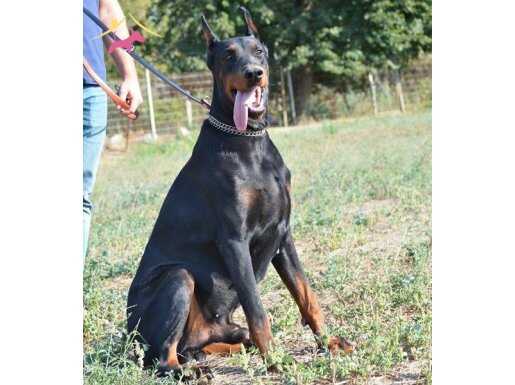 %100 IRK GARANTİLİ DOBERMAN YAVRULARI... 