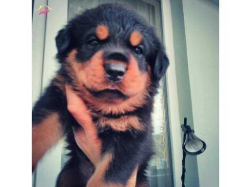 %100 IRK GARANTİLİ ROTTWEİLER YAVRULARI PUPPY PET EVİNDE...
