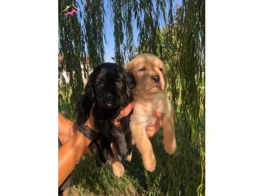 %100 IRK GARANTİLİ LABRADOR RETRİEVER YAVRULARIMIZ... 