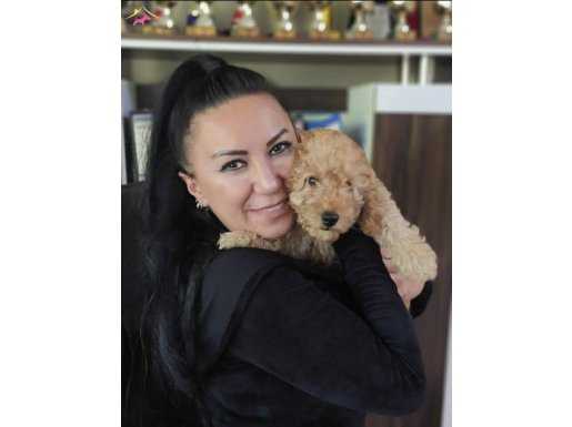 %100 IRK GARANTİLİ TOY POODLE YAVRULAR 