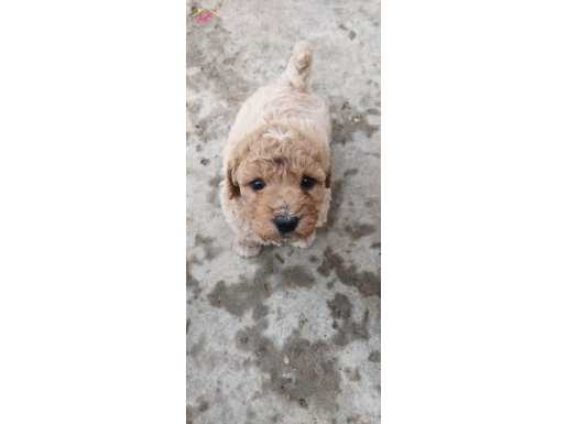 %100 IRK GARANTİLİ MALTİPOO YAVRULARIMIZ 