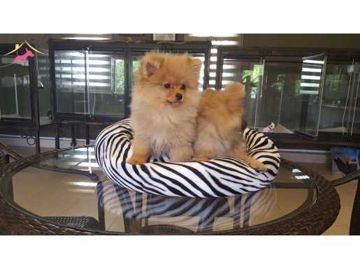 %100 IRK GARANTİLİ POMERANİAN BOO YAVRULARI PUPPY PET EVİNDE