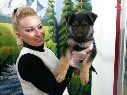 %100 IRK GARANTİLİ ALMAN KURDU YAVRULARI PUPPY PET EVİ\'NDE..