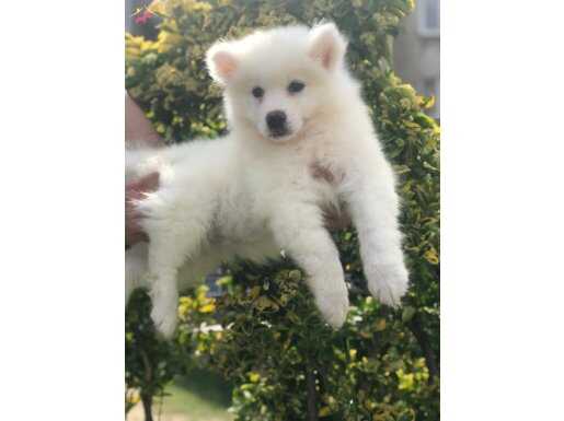 %100 IRK GARANTİLİ SAMOYED YAVRULARI.. 