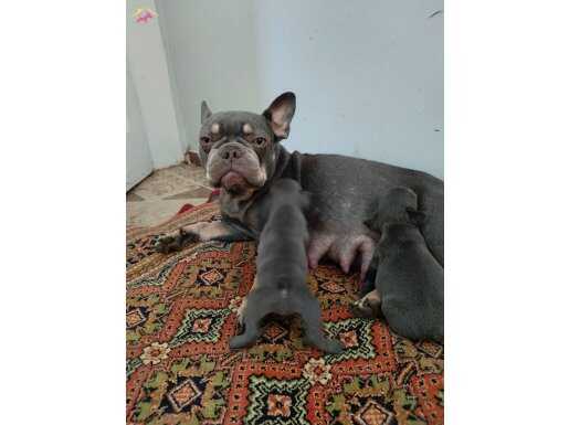 EGZOTİC BLUE FAWN FRANSIZ BULLDOG YAVRULARIMIZ.. 