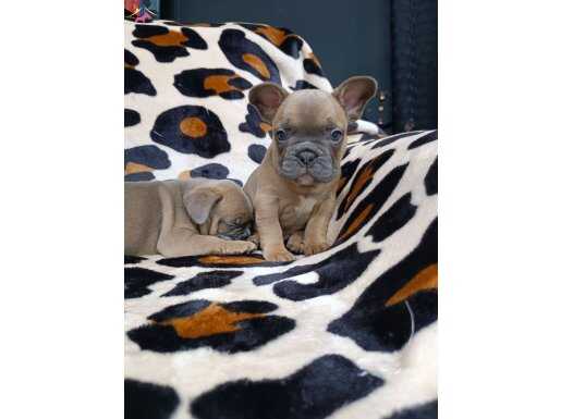 Egzotic Blue Fawn French Bulldog Yavrularımız