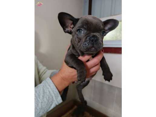 %100 IRK GARANTİLİ EGZOTİC BLUE FRANSIZ BULLDOG YAVRULARI