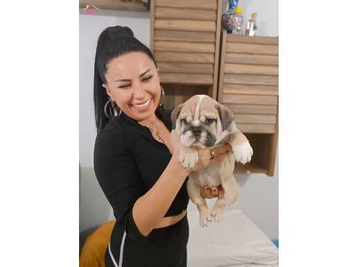 %100 IRK GARANTİLİ EXOTİC İNGİLİZ BULLDOG YAVRULARI... 