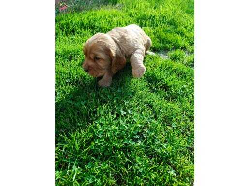 %100 IRK GARANTİLİ AMERİCAN COCKER YAVRULARI.. 