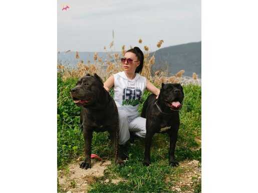 %100 IRK GARANTİLİ CANE CORSO (İTALİAN MASSTİF) YAVRULAR... 