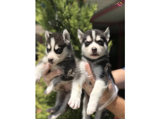 %100 IRK GARANTİLİ HUSKY (SİBİRYA KURDU) YAVRULARIMIZ.... 