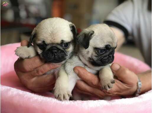 Maskeli ve Sosyal Karakterli Pug Mops Yavruları