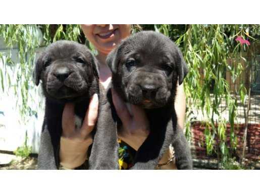 %100 SAFKAN CANE CORSO YAVRULARI PUPPY PET EVİNDE...