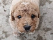 %100 IRK GARANTİLİ MALTİPOO YAVRULARIMIZ 