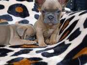 Egzotic Blue Fawn French Bulldog Yavrularımız