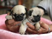 Maskeli ve Sosyal Karakterli Pug Mops Yavruları