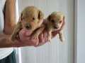 %100 IRK GARANTİLİ TOY POODLE YAVRULARIMIZ... 
