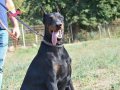 %100 IRK GARANTİLİ DOBERMAN YAVRULARI... 