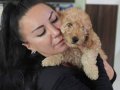 %100 IRK GARANTİLİ TOY POODLE YAVRULAR 