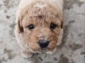 %100 IRK GARANTİLİ MALTİPOO YAVRULARIMIZ 
