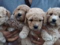 %100 IRK GARANTİLİ MALTİPOO YAVRULARIMIZ 