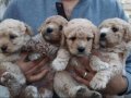 %100 IRK GARANTİLİ MALTİPOO YAVRULARIMIZ 