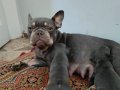 EGZOTİC BLUE FAWN FRANSIZ BULLDOG YAVRULARIMIZ.. 