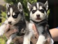 %100 IRK GARANTİLİ HUSKY (SİBİRYA KURDU) YAVRULARIMIZ.... 