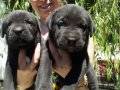 %100 SAFKAN CANE CORSO YAVRULARI....