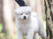 Beyaz Pandalar Yeni Yuvalarını Bekliyor.