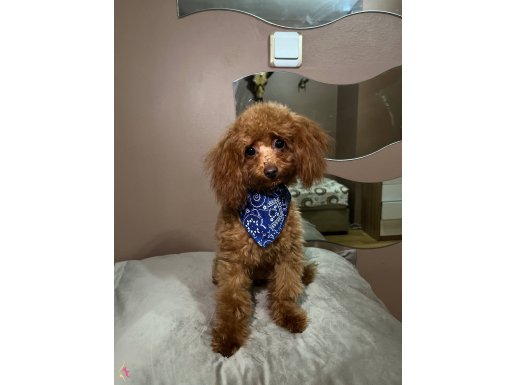 Toy poodle